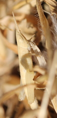 Acrididae
