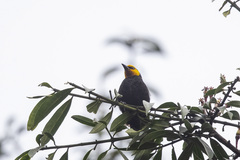 Ploceus melanogaster