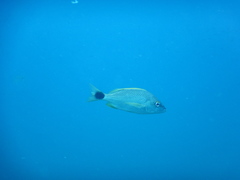 Haemulon steindachneri