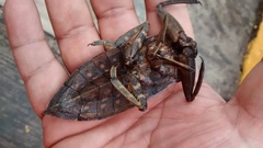 Lethocerus collosicus