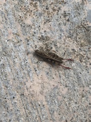 Calliptamus barbarus