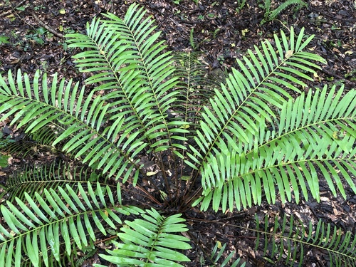 Genus Zamia  iNaturalist