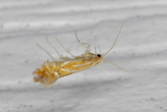 Phyllonorycter basistrigella