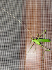 Acrometopa macropoda