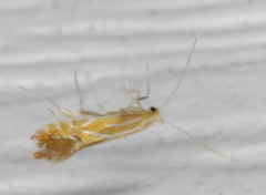Phyllonorycter basistrigella