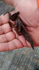 Lethocerus collosicus