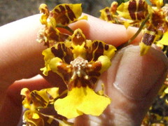 Oncidium baueri