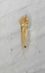 Phyllonorycter basistrigella