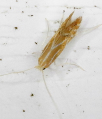 Phyllonorycter basistrigella