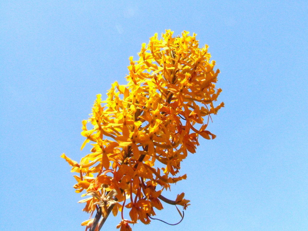 Epidendrum melinanthum