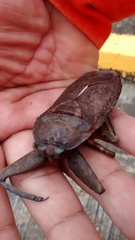 Lethocerus collosicus