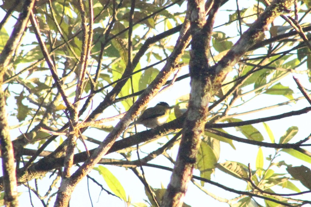 Yellow-cheeked Becard