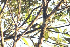 Pachyramphus viridis