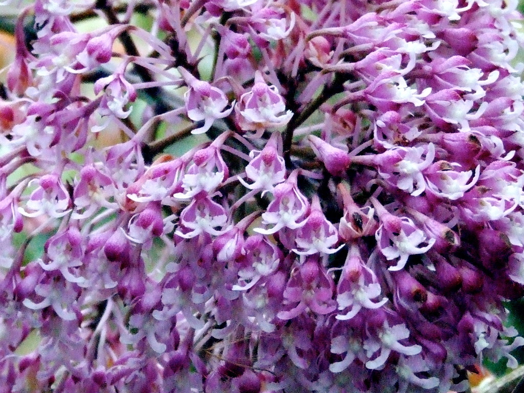 Epidendrum atacazoicum