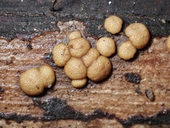 Trichoderma nothescens