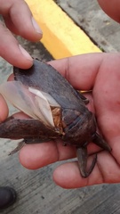 Lethocerus collosicus