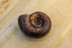 Planorbarius corneus