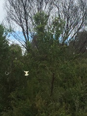 Phylidonyris novaehollandiae