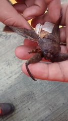 Lethocerus collosicus