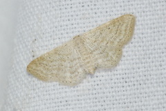 Idaea elongaria