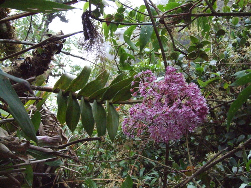 Epidendrum atacazoicum, photograph 4