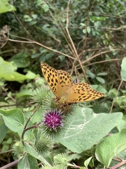 Argynnis paphia