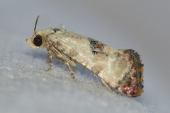 Neocochylis hybridella