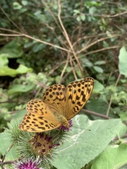 Argynnis paphia