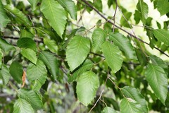 Ostrya carpinifolia