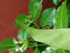 Odontomantis planiceps