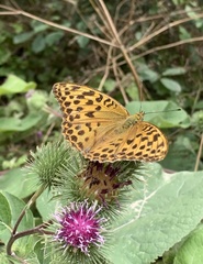 Argynnis paphia