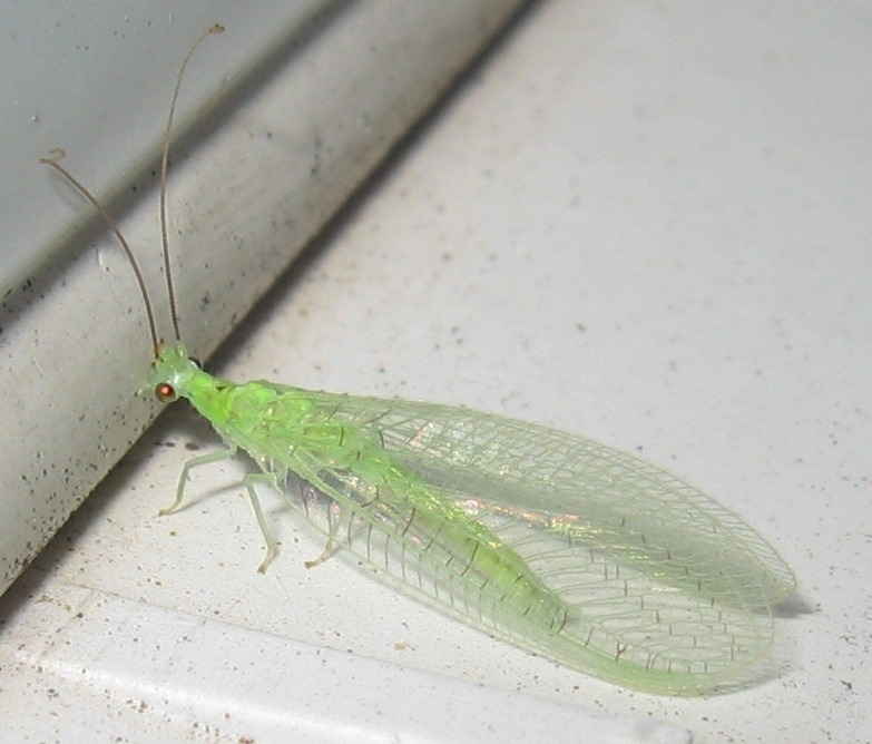 Meleoma signoretti