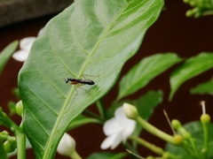 Odontomantis planiceps