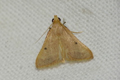 Maradana fuscolimbalis