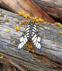 Aglaomorpha plagiata