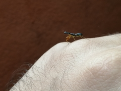 Odontomantis planiceps