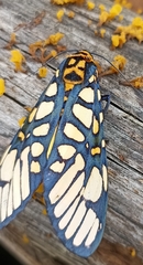 Aglaomorpha plagiata