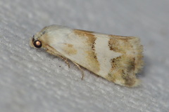 Eublemma elychrysi