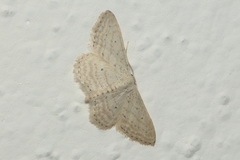 Idaea elongaria