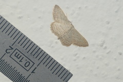 Idaea elongaria