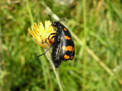 Hycleus polymorphus