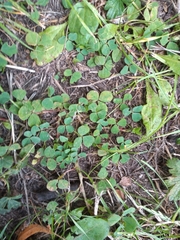Trifolium repens