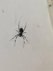 Nephilengys malabarensis