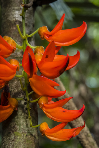 Mucuna bennettii