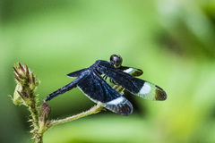 Neurothemis decora