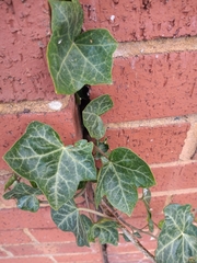 Hedera helix