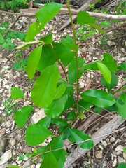 Chrysophyllum mexicanum