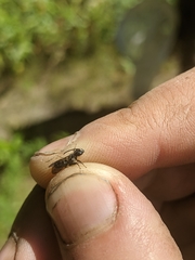 Dufourea novaeangliae