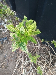 Urtica dioica
