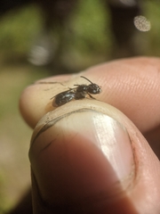 Dufourea novaeangliae